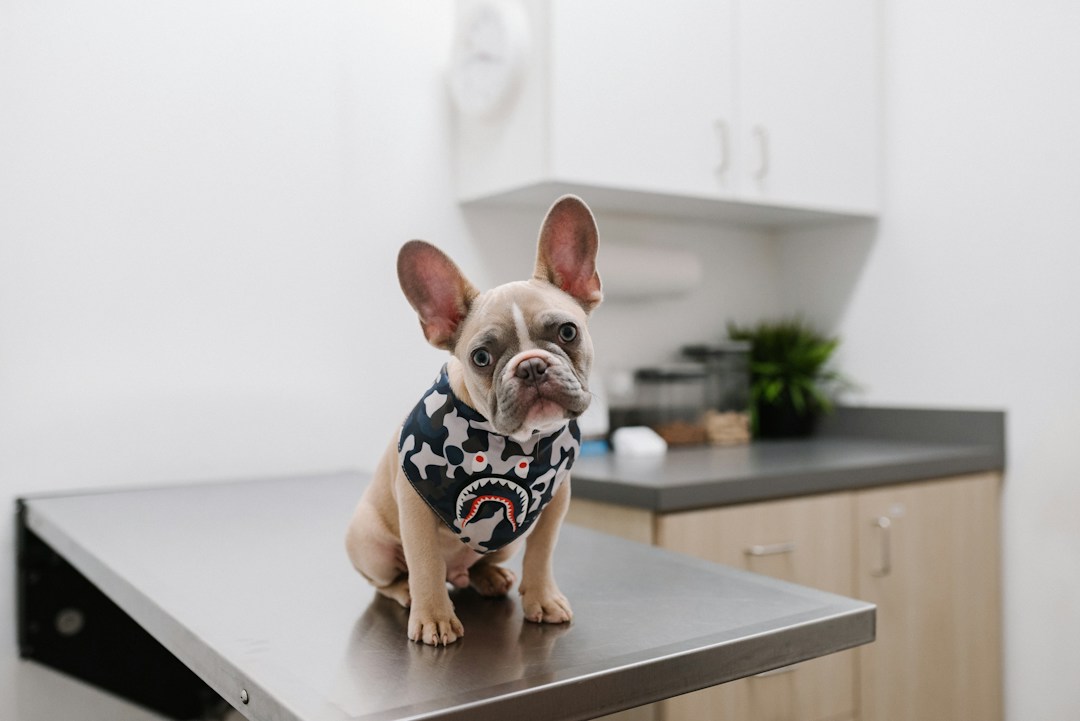 What To Expect From a Career in Veterinary Medicine 1 img